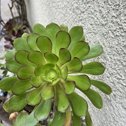 Succulent 