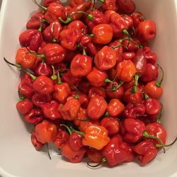 Ghost Peppers And Habanero Peppers 