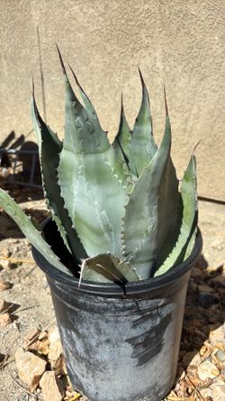 Century Plant Agave