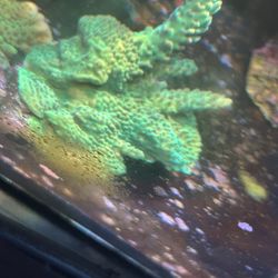 Green Acro