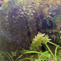 Васор Caroliniana Freshwater Aquatic Plant