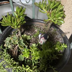 Planta $30