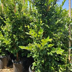 Wax-leaf privet