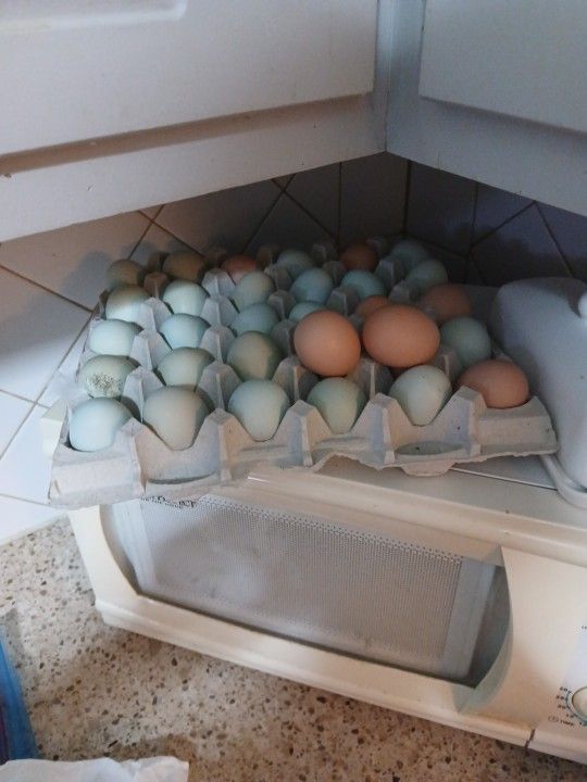 Fresh Chicken Eggs Daily 