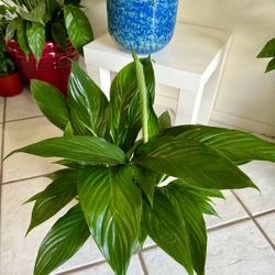 ♥️Known for symbolizing peace and purity, the plant is often used in Feng Shui to clear negative energy and create positive vibes in a home or office