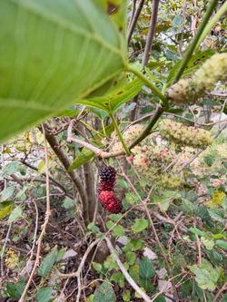 Title: Mature Fruit-Producing Mulberry Tree – $75 OBO  Price: $75  Mature, established mulberry tree that produces lots of delicious, sweet red and da