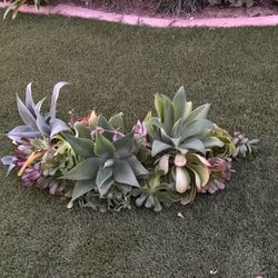 Agave And Ammonium Cuttings