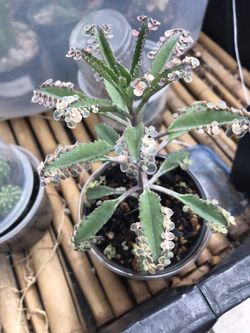 Pink kalanchoe