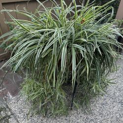 Big Spider Plant In Ceramic Pot.