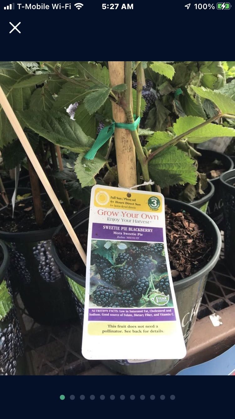 1 Gallon Sweetie Pie Blackberry Seedling Plant Fully Rooted Pack 2 Plants