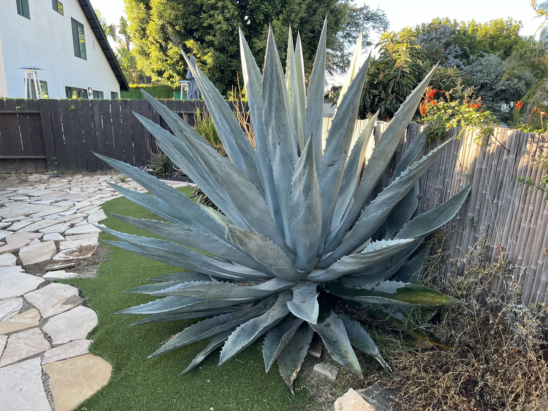 🔥 🪴 💗 FREE Outdoor DECOR Plant FREE 🌱 🤩 🔊