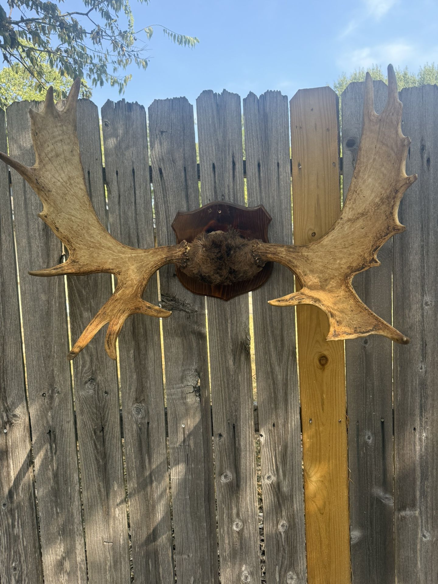 Alaska Moose Antlers Set Taxidermy Bull With Hide Horn