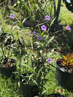 Purple Mexican petunias 3gallon