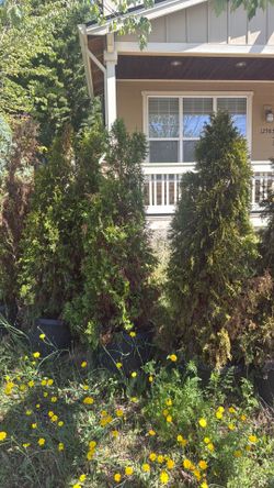 Evergreen tree 5-6ft