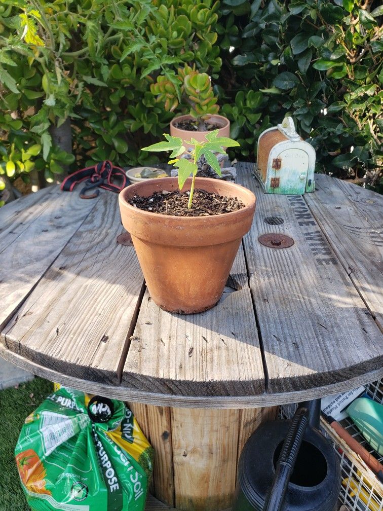 Papaya Plant