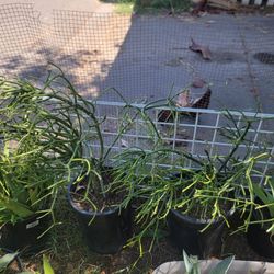 Pencil Cactus Stick Plant