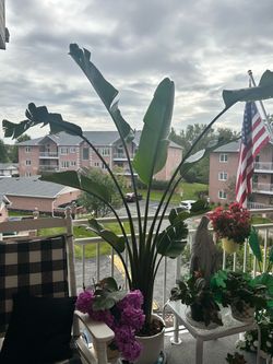6’ live palm tree