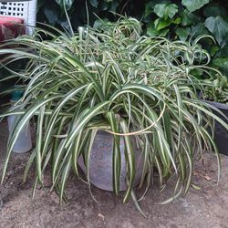 Large SPIDER PLANT in BEAUTIFUL, DECORATIVE CERAMIC CONTAINER