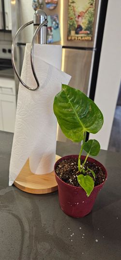 Anthurium Veitchii King