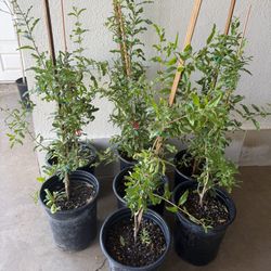 Red Pomegranate Trees 3 1/2 $35 Each Price Firm