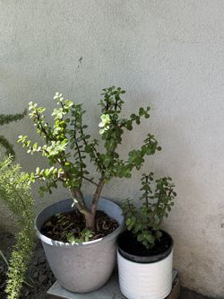 Elephant Bush