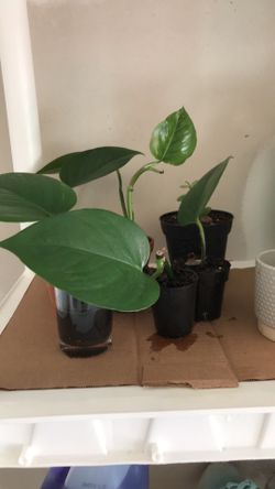Golden Pothos