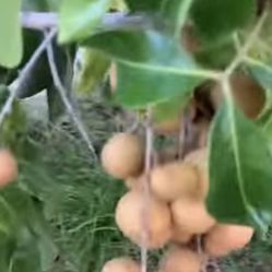 Grafted  Longan Tree