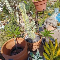 Peruvian  Monstrous. Partially Crested, Cactus