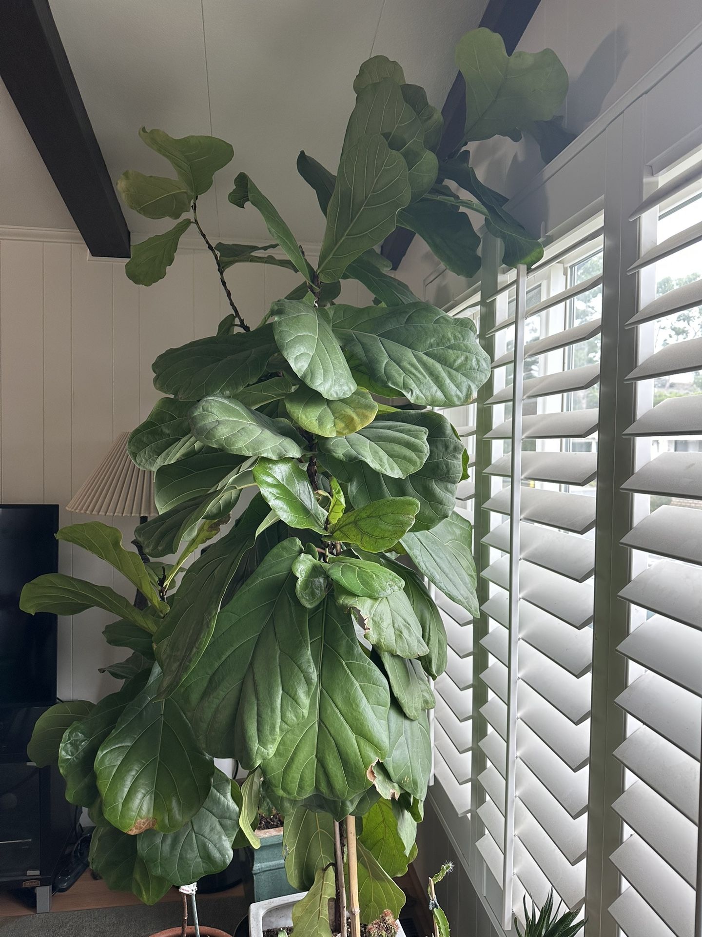 Fiddle Leaf Fig Tree