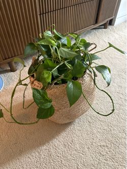 Long pothos plant
