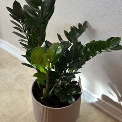 Zz Plant $38