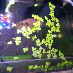 Fish Tank Plants