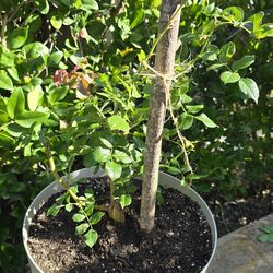 blossomtime climbing rose