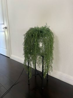 Amaranths Hanging flowers