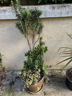 Various Succulents With Ceramic Pot. 50.00 OBO