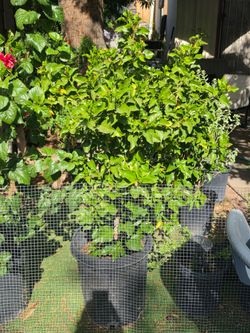 Orange red hibiscus plant