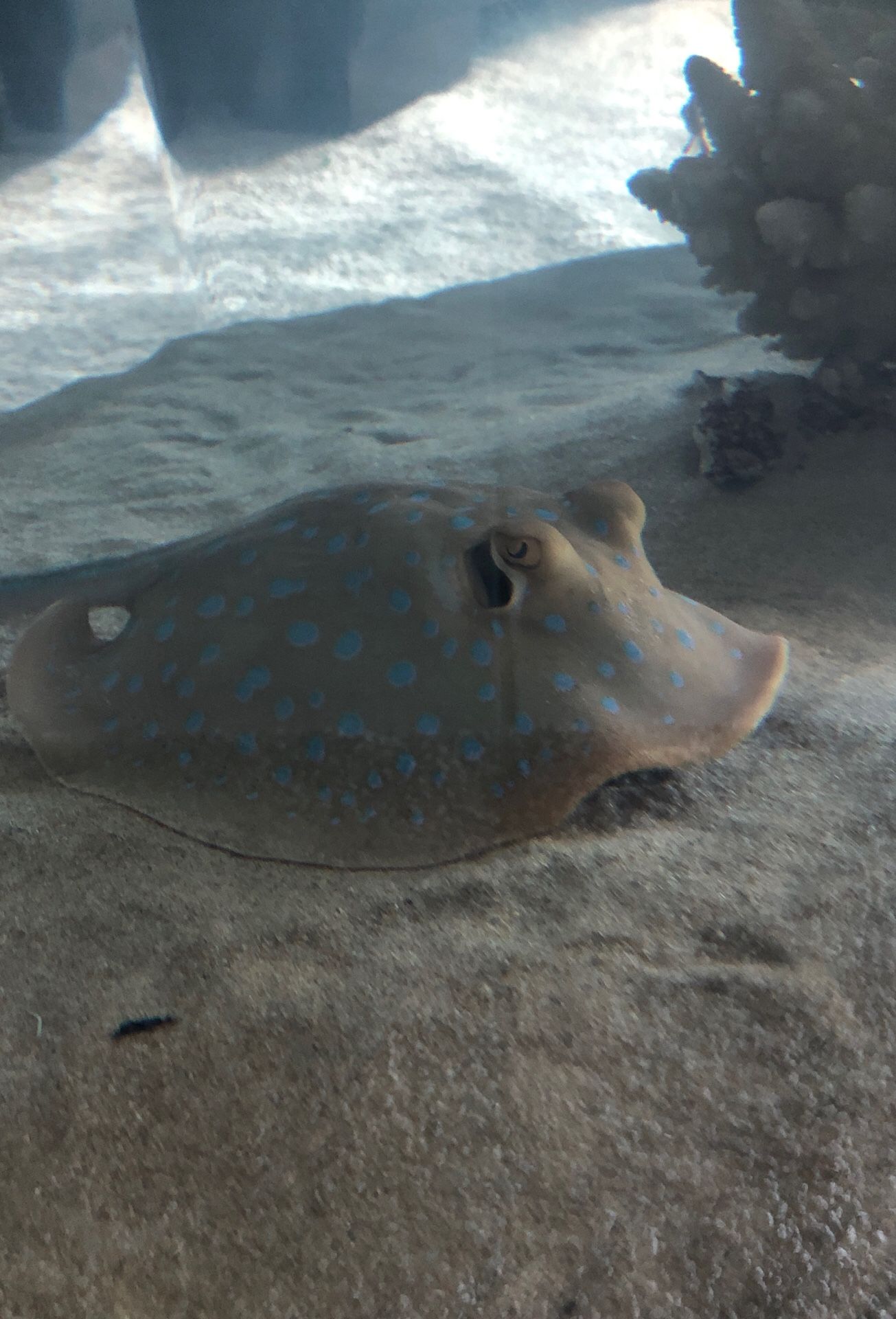 Indonesian blue spotted sting ray up for adoption (fee) needs a > 100gal