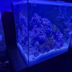 15 Gallon Hello Reed Cube