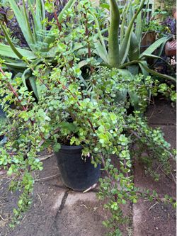Planta de la abundancia