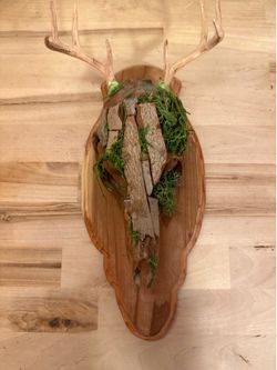 Fake mossy deer skull taxidermy