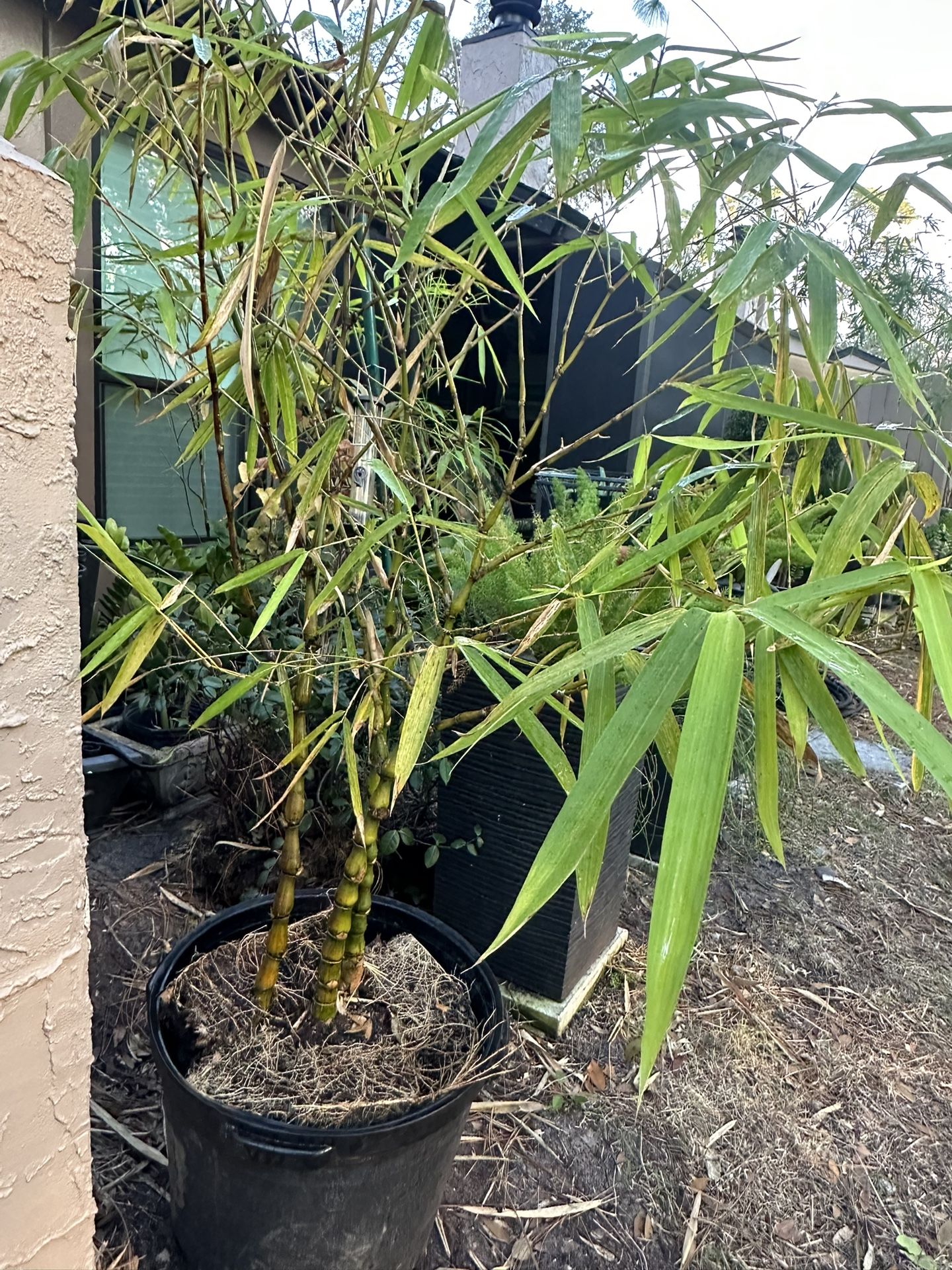 15 Gallon Dwarf Buddha Belly Bamboo See Descr