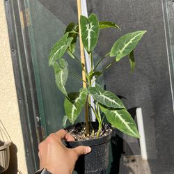 Wendlandii Syngonium Plant