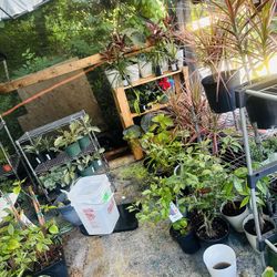 Beautiful Variety Of Flowers 🌺 To Pick From Indoor Outdoor Succulents And Cactus Plants Lil Bit Of Everything 