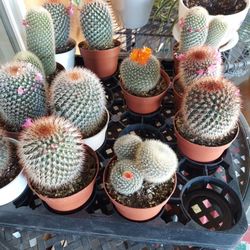 Bonitos Cactus  Están En Floración 