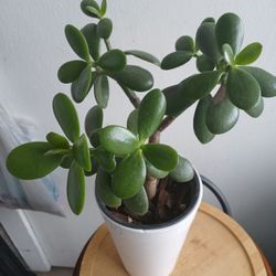 Jade Plant