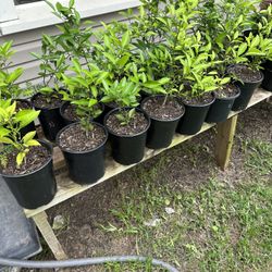 Orange Trees And Lemon Trees For sale 