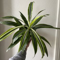 Dracaena Lemon Lime