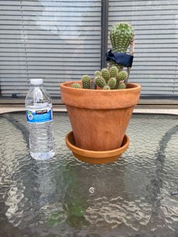 Cactus Naturales 🌵Plantados En Maceta de Barro (no incluye el plato)