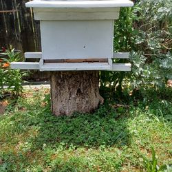 Bees, In a Box With 10 Frames