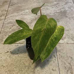 Painted Lady Philodendron Plant